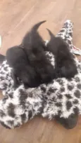 Filhote gato