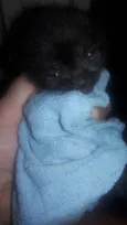 Filhote gato