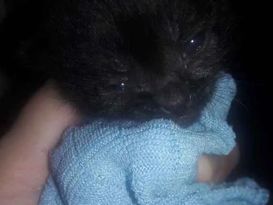 Gato ra a  idade Abaixo de 2 meses nome Filhote gato