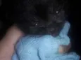 Filhote gato
