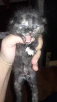 Filhote gato