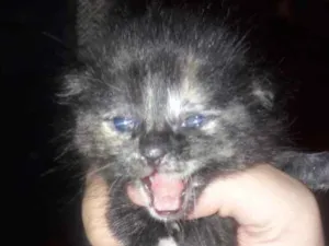 Gato raça  idade Abaixo de 2 meses nome Filhote gato