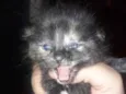 Filhote gato