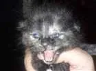 Gato raça  idade Abaixo de 2 meses nome Filhote gato