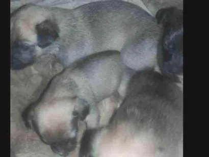 Cachorro raça Indefinifa idade Abaixo de 2 meses nome São cinco 