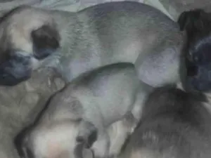 Cachorro raça Indefinifa idade Abaixo de 2 meses nome São cinco 