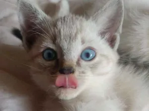 Gato raça Sialata idade 2 a 6 meses nome Google