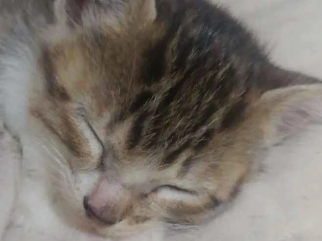 Gato ra a SRD idade 2 a 6 meses nome Laura