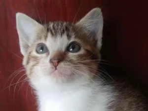 Gato raça SRD idade 2 a 6 meses nome Laura