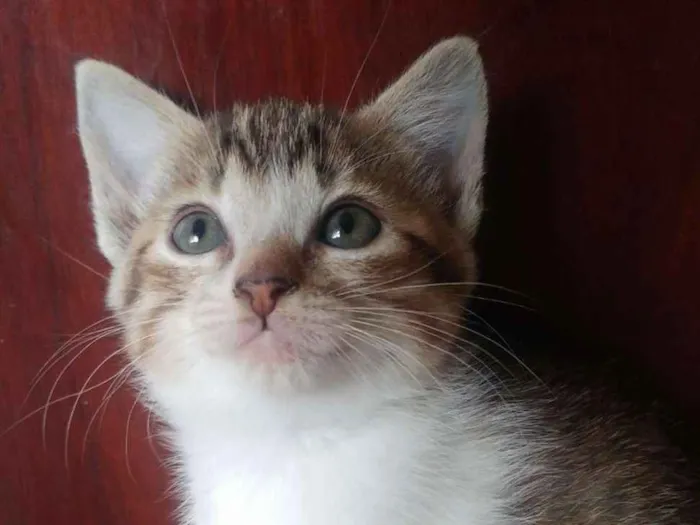 Gato ra a SRD idade 2 a 6 meses nome Laura