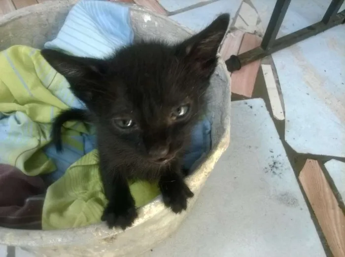 Gato ra a Vira lata idade 2 a 6 meses nome Pantera