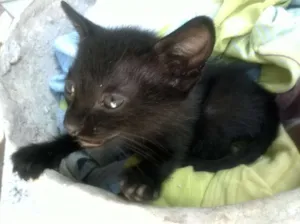 Gato raça Vira lata idade 2 a 6 meses nome Pantera