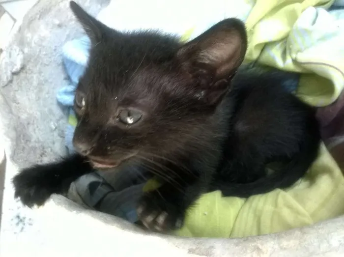 Gato ra a Vira lata idade 2 a 6 meses nome Pantera