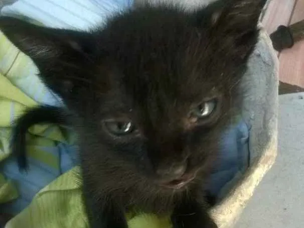 Gato ra a Vira lata idade 2 a 6 meses nome Pantera