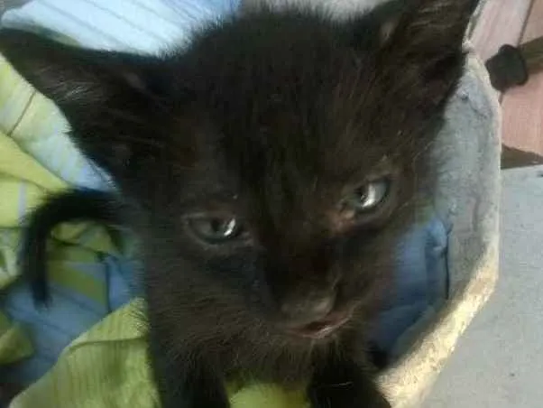 Gato ra a Vira lata idade 2 a 6 meses nome Pantera