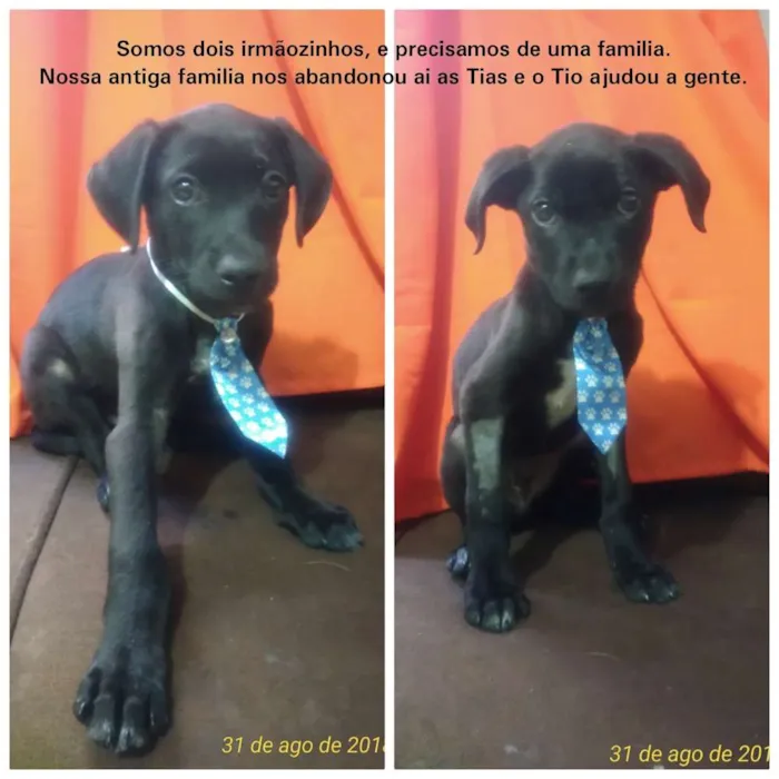 Cachorro ra a R.N.D idade 2 a 6 meses nome Mayke e Oscar 