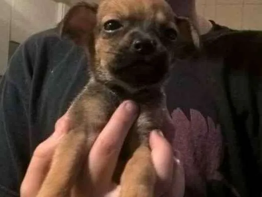 Cachorro ra a Sem raça definida  idade Abaixo de 2 meses nome Sem nome 