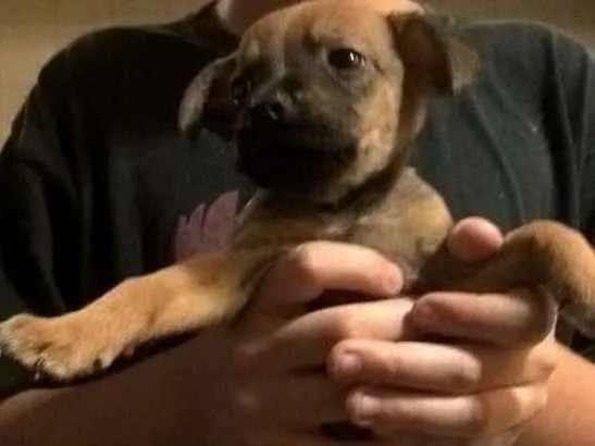 Cachorro ra a Sem raça definida  idade  nome Sem nome 