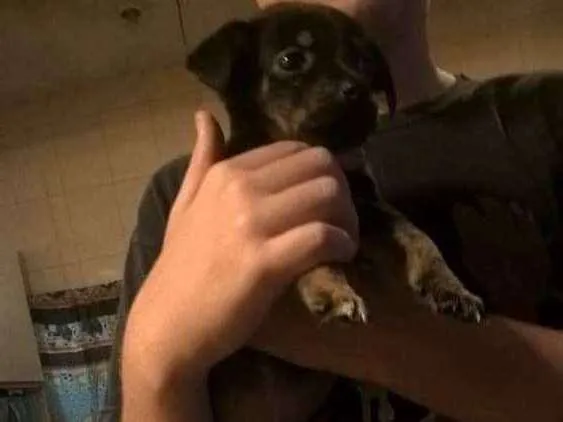 Cachorro ra a Sem raça definida  idade 2 a 6 meses nome Sem nome 