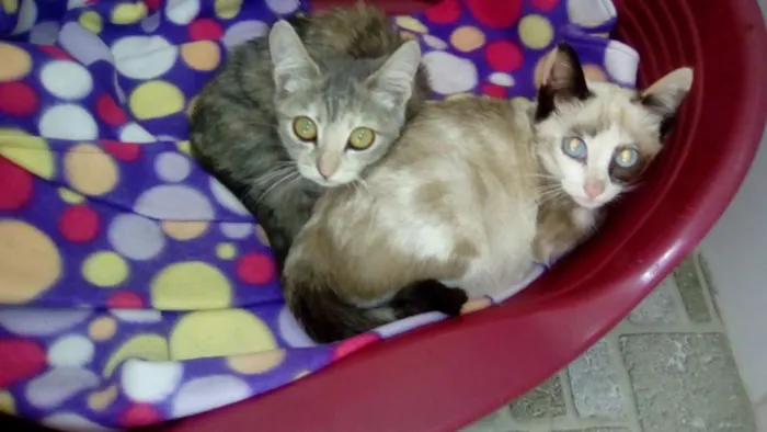 Gato ra a srd idade 2 a 6 meses nome Link e Pink