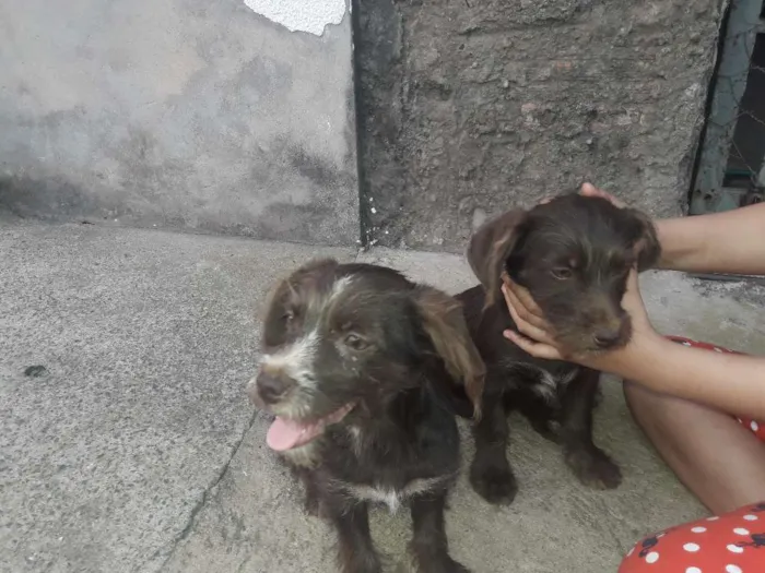 Cachorro ra a Desconhecida idade Abaixo de 2 meses nome A critério 