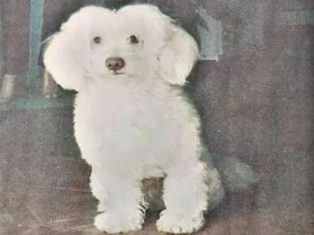 Cachorro ra a Poodle idade 5 anos nome Ragi