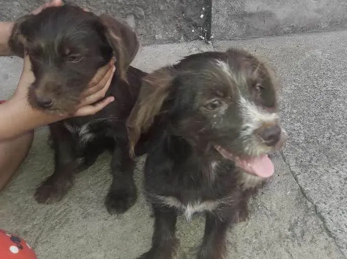 Cachorro ra a Desconhecida idade Abaixo de 2 meses nome A critério 