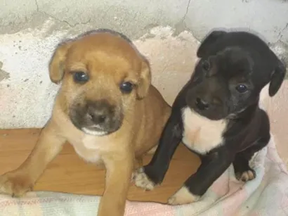 Cachorro raça Srd idade Abaixo de 2 meses nome Zion/Fábio