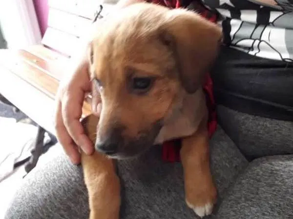 Cachorro ra a  idade 2 a 6 meses nome Caramelo