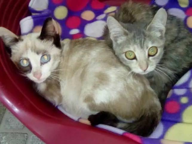 Gato ra a srd idade 2 a 6 meses nome Link e Pink