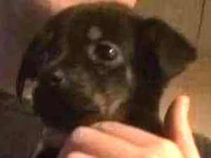 Cachorro raça Sem raça definida  idade 2 a 6 meses nome Sem nome 