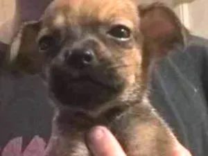 Cachorro raça Sem raça definida  idade Abaixo de 2 meses nome Sem nome 