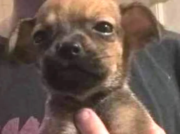 Cachorro ra a Sem raça definida  idade Abaixo de 2 meses nome Sem nome 