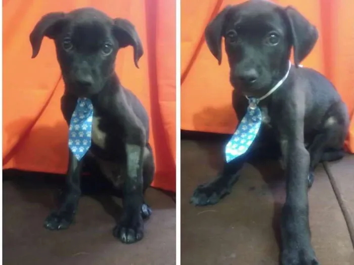 Cachorro ra a R.N.D idade 2 a 6 meses nome Mayke e Oscar 