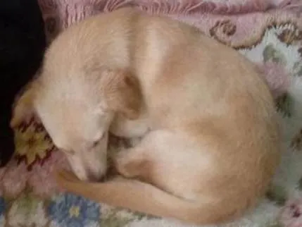 Cachorro ra a Não Definida idade 7 a 11 meses nome Não Consta