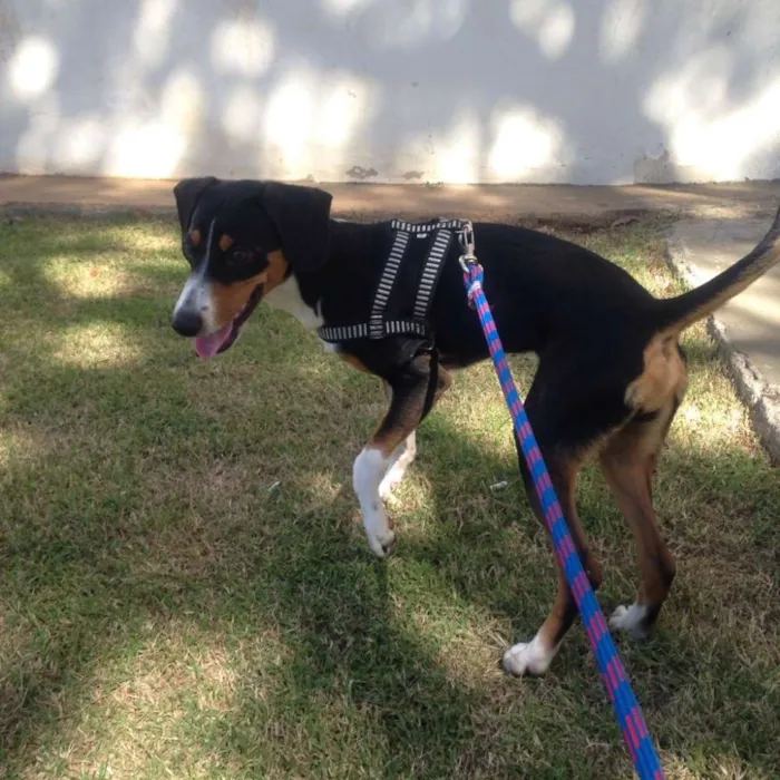 Cachorro raça vira lata  idade 2 a 6 meses nome Toby