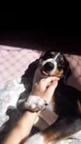 Toby