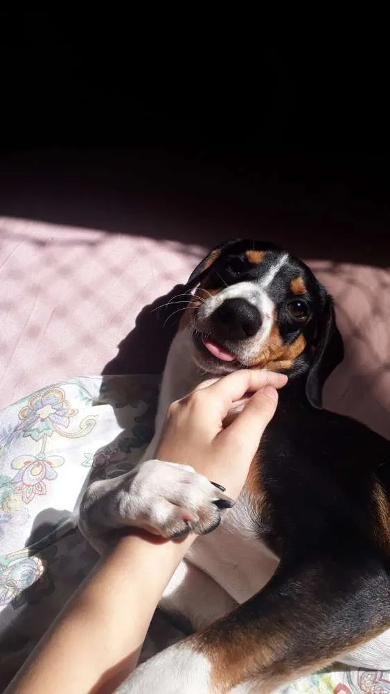 Cachorro raça vira lata  idade 2 a 6 meses nome Toby