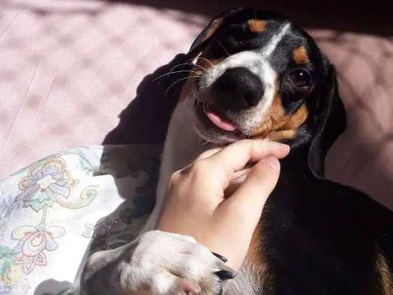 Cachorro raça vira lata  idade 2 a 6 meses nome Toby