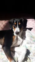 Toby