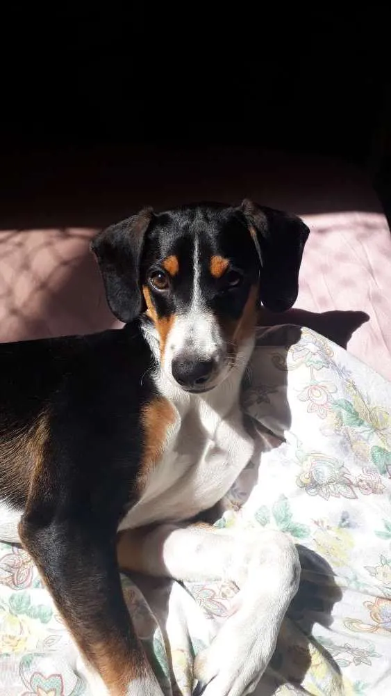 Cachorro raça vira lata  idade 2 a 6 meses nome Toby