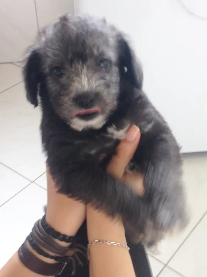 Cachorro raça Vira lata  idade Abaixo de 2 meses nome Sem nome (filhote)