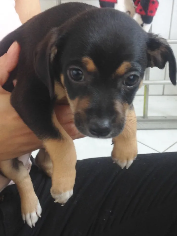 Cachorro raça Vira lata  idade Abaixo de 2 meses nome Sem nome (filhote)