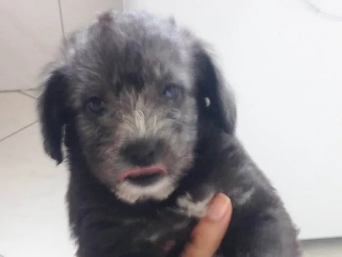 Cachorro raça Vira lata  idade Abaixo de 2 meses nome Sem nome (filhote)