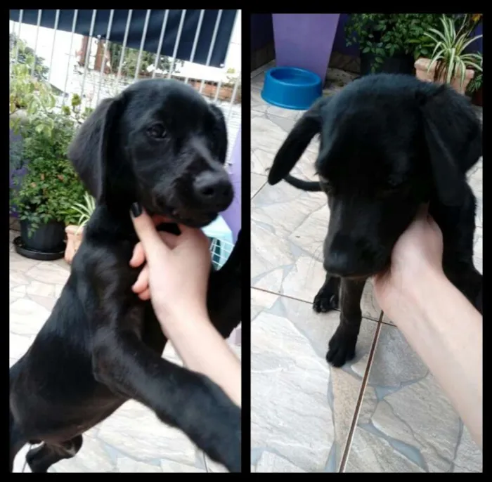 Cachorro ra a SRD idade 2 a 6 meses nome Não sei