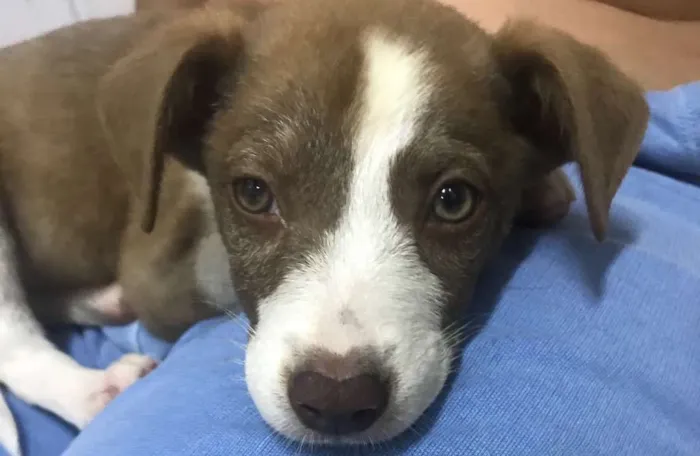 Cachorro ra a Vira lata idade 2 a 6 meses nome Sem nome 