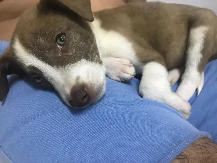 Cachorro ra a Vira lata idade 2 a 6 meses nome Sem nome 