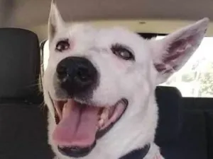 Cachorro raça srd idade 4 anos nome Kyara
