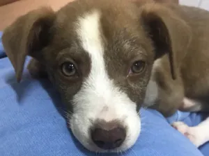 Cachorro raça Vira lata idade 2 a 6 meses nome Sem nome 