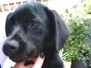 Cachorro raça SRD idade 2 a 6 meses nome Não sei